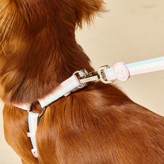 Candyfloss Stripe Dog Harness with Silver Buckles & Pastel Pink Rubber Barc London Logo.