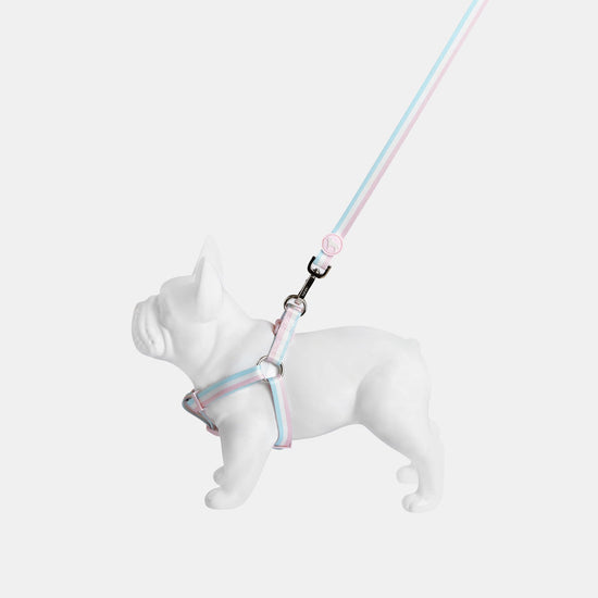 Candyfloss Striped Pretty Dog Harness with Matching Lead.