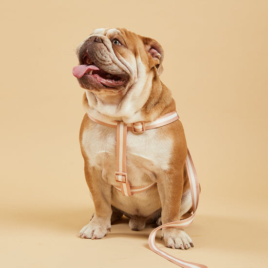 Champagne Stripe Fabric Dog Harness Worn by Happy Dog. Adjustable Dog Harnesses by Barc London,