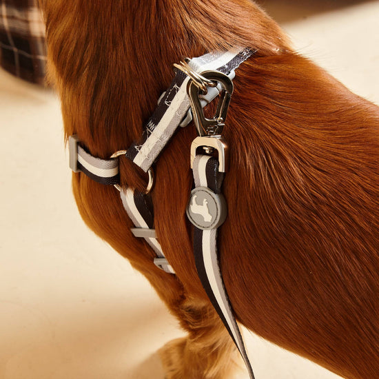 Close Up View of Liquorice Stripe Fabric Dog Harness. Sleek, Modern Designs by Barc London.