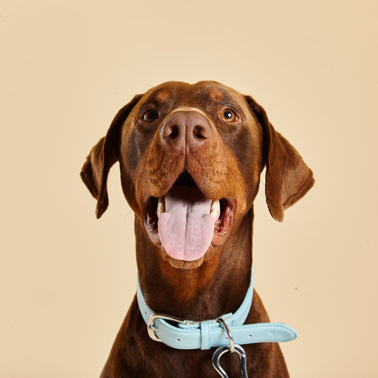 Doberman wearing Coastal Blue Dog Collar