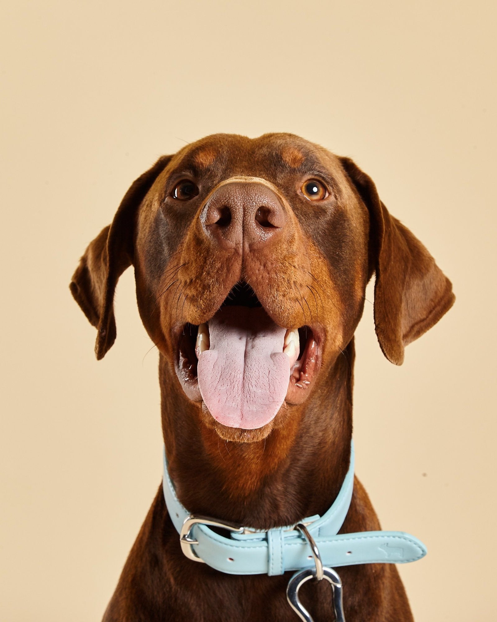 Doberman wearing Coastal Blue Dog Collar