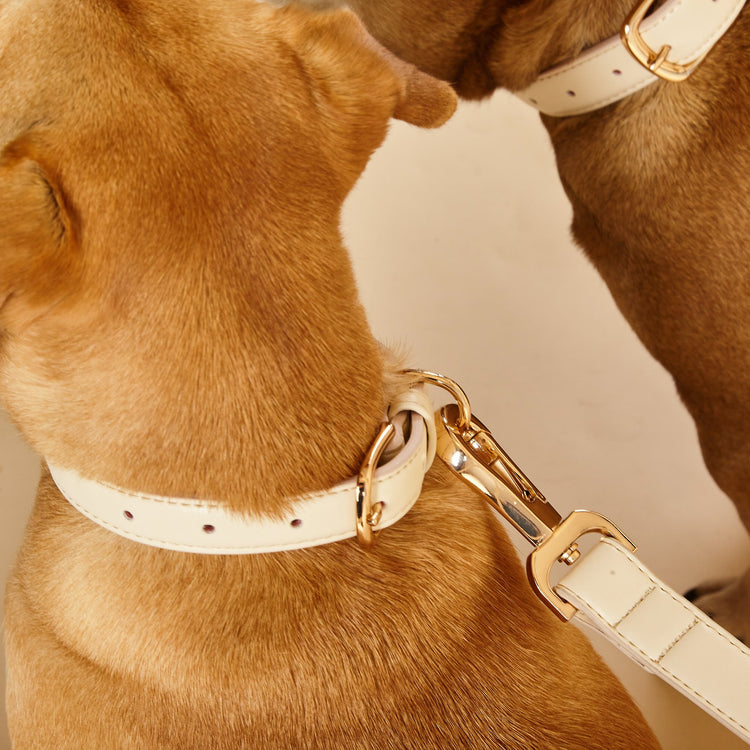 Cream Dog Collar with Luxury Gold Buckles