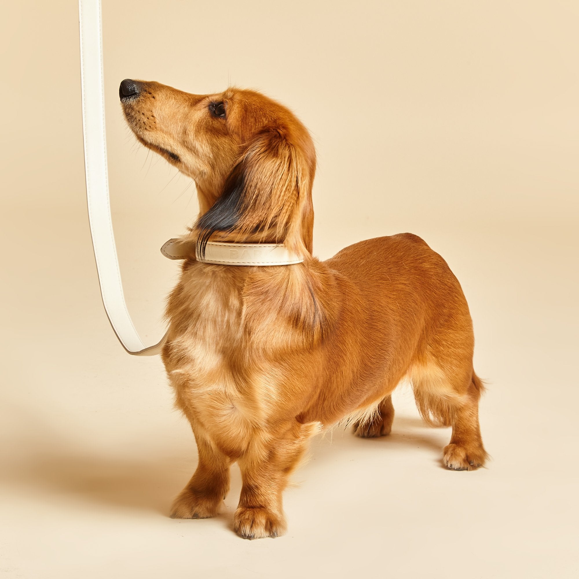 Ivory clearance dog collar