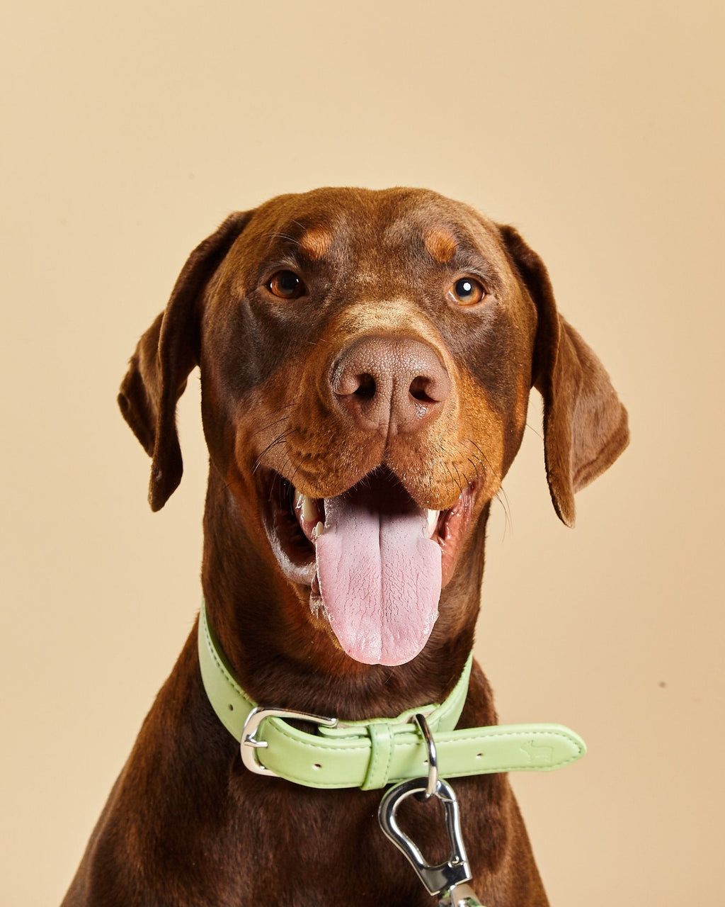 Doberman Wears Barc London's Lush Green Collar