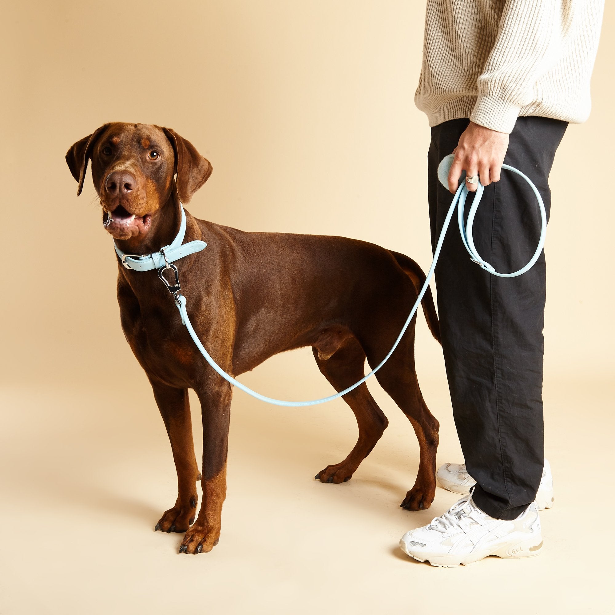 Dog leads near best sale me