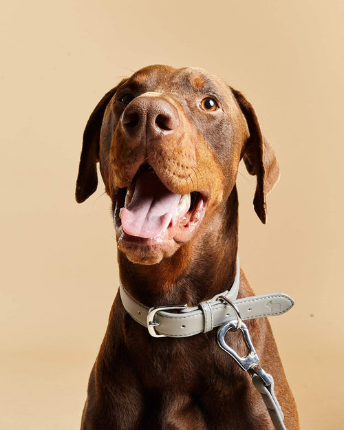 Doberman Wearing Barc London's Grey Dog Collar