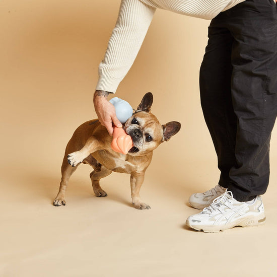 Whippy Dog Squeaker Squeaky Dog Toys Barc London1