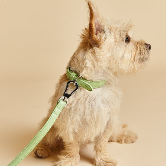 Small Dog Collar in Green with Silver Buckles