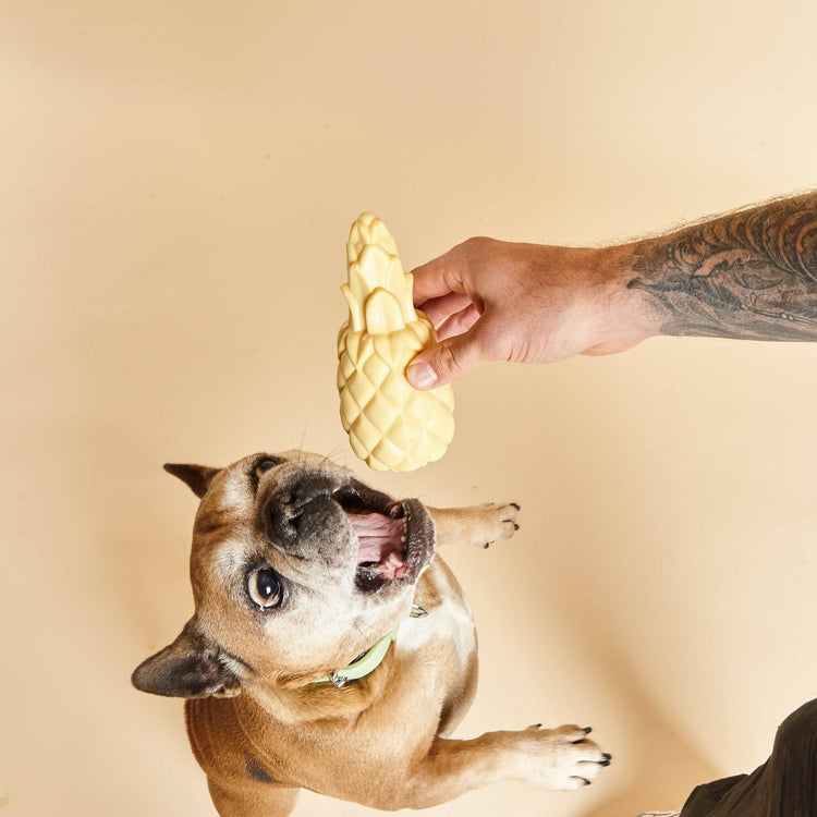 French Bulldog Enjoys Playtime with Barc London's Pineapple Squeaker