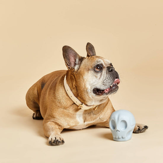 French Bulldog Plays With Barc London's Skully Squeaker