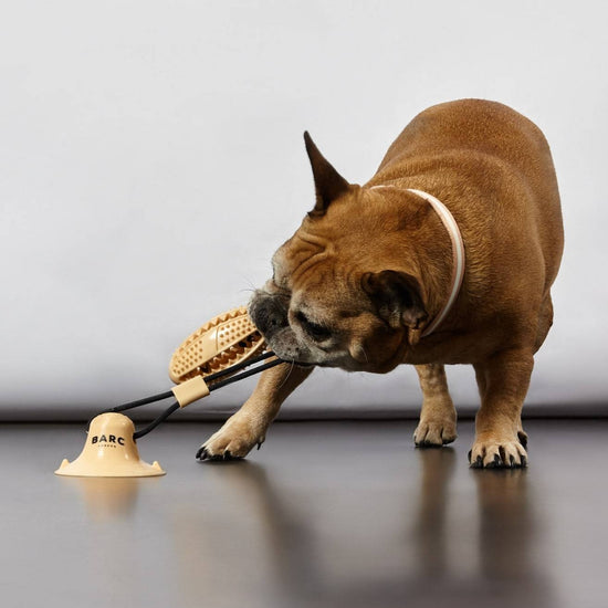Playful Dog Tugs on Barc London's Suction Toy