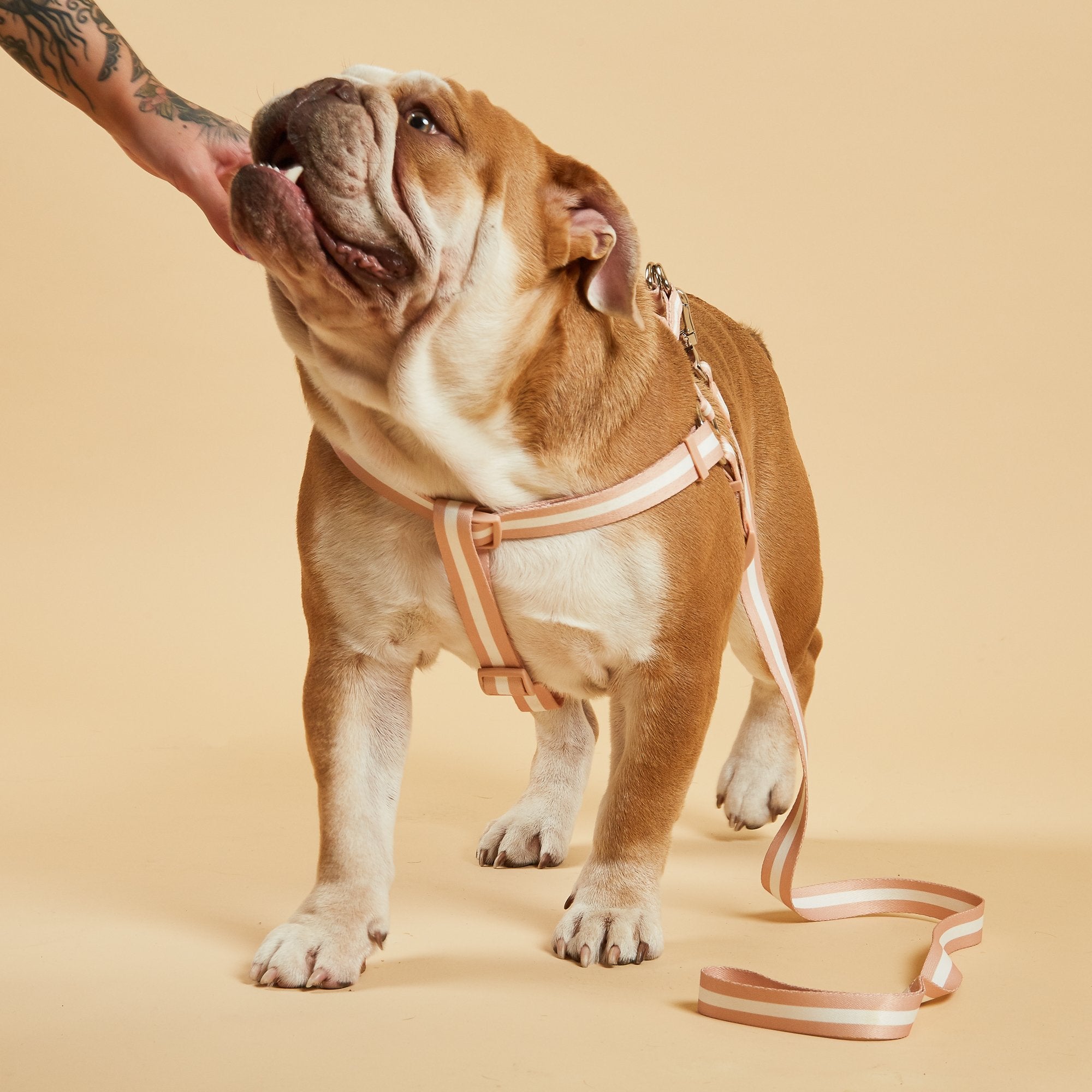 Fancy dog harnesses deals for sale