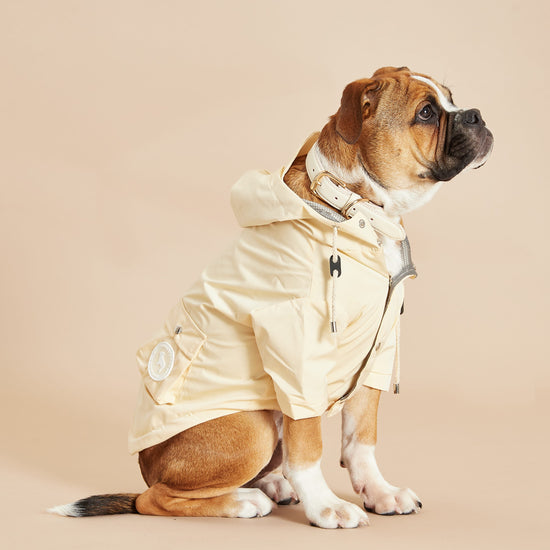 Dog With Yellow Coat By Barc London
