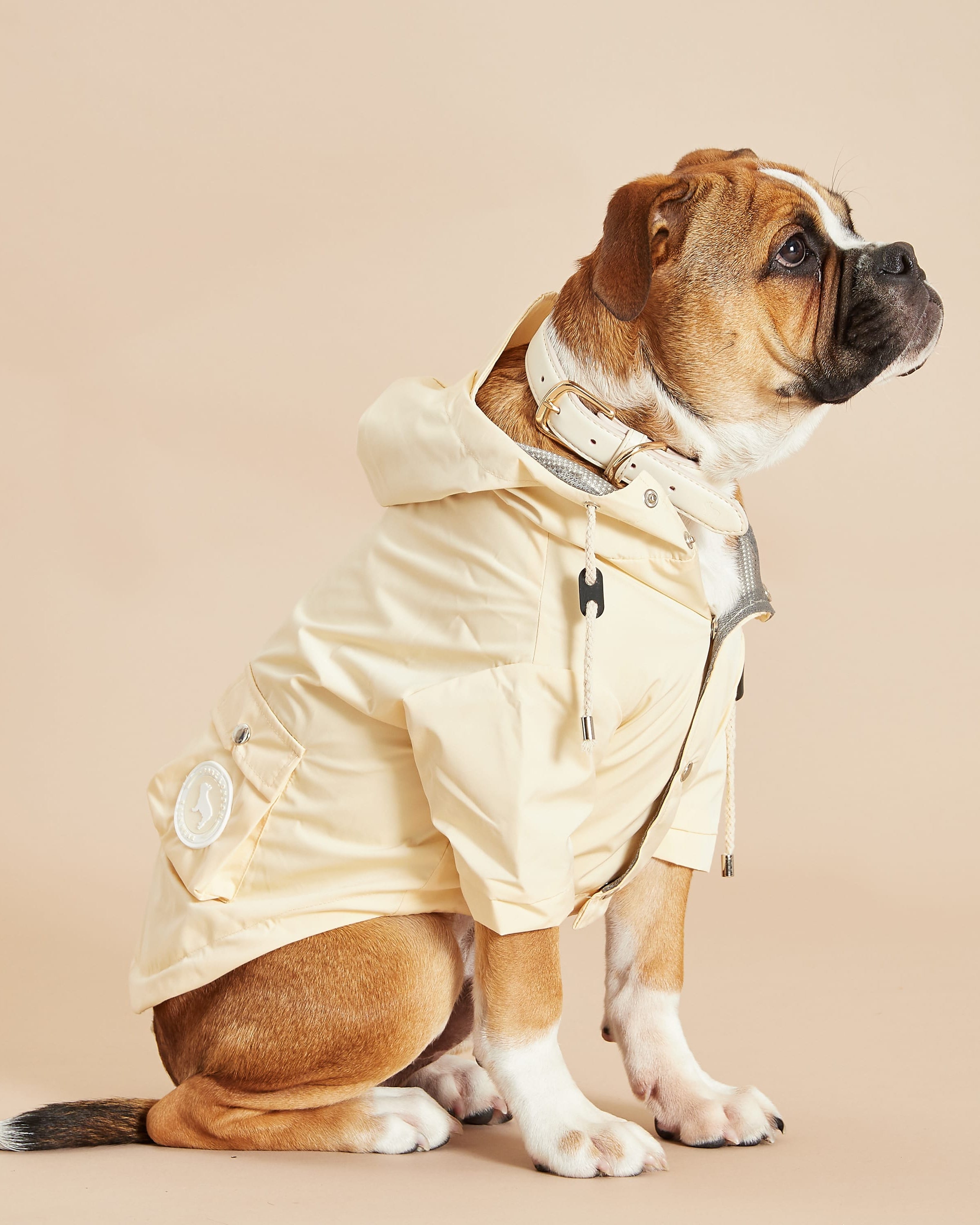 Dog With Yellow Coat By Barc London