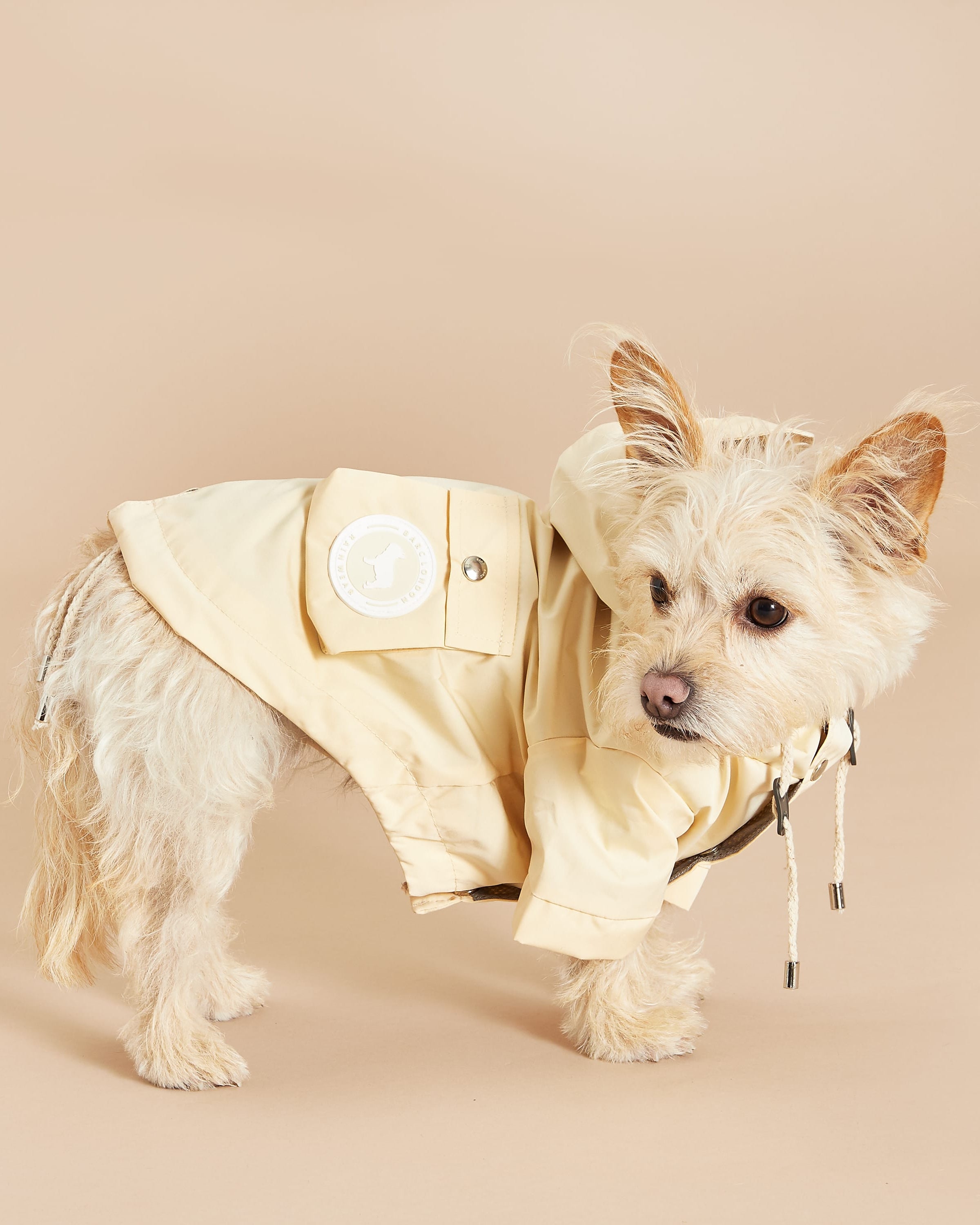 Little dog in a yellow raincoat With Peaked Hood