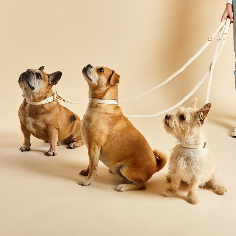 Dogs wearing Light Ivory City Leads & Collars by Barc London