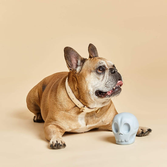French Bulldog Lies With Blue Skully Squeaker