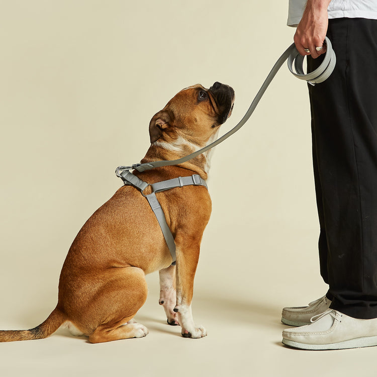 Ash Grey Dog Lead and Harness Set by Barc London