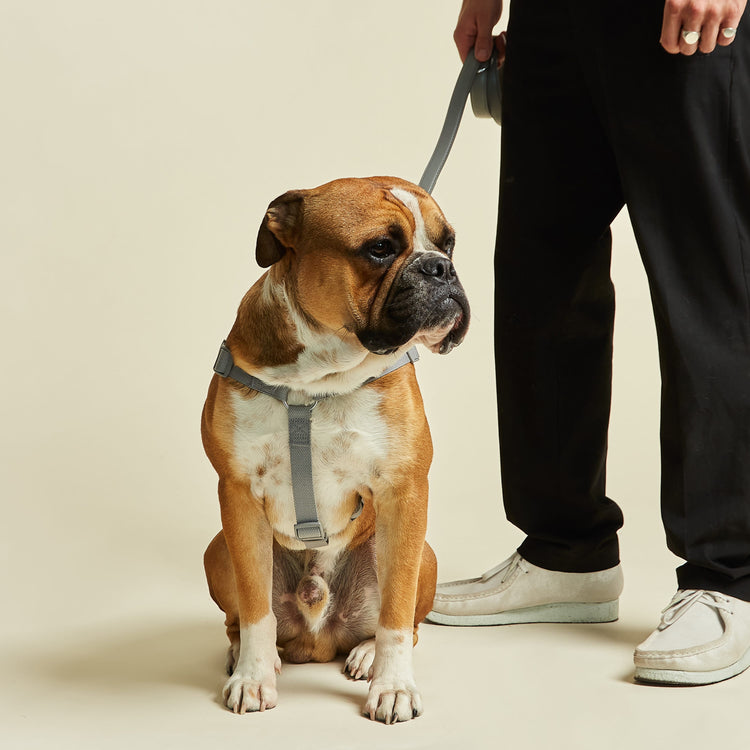 Ash Grey Y Shape Dog Harness by Barc London