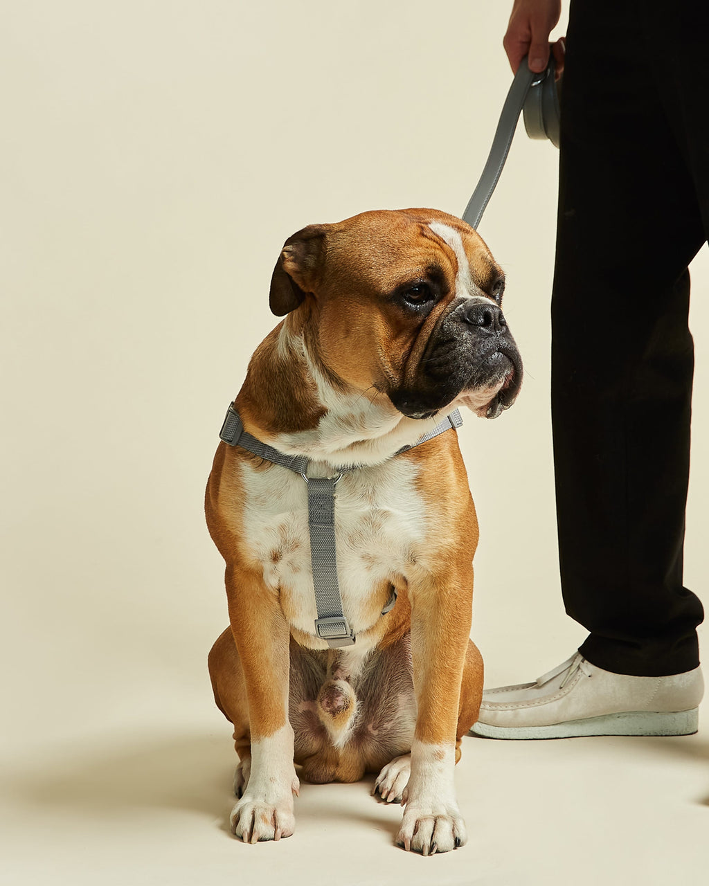 Ash Grey Y Shape Dog Harness by Barc London