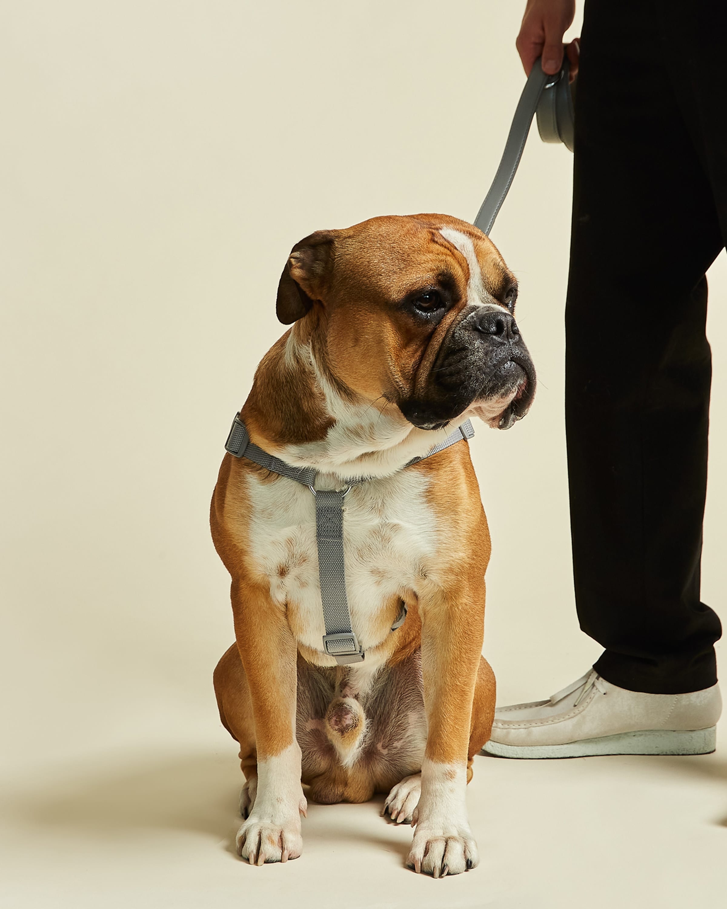 Ash Grey Y Shape Dog Harness by Barc London