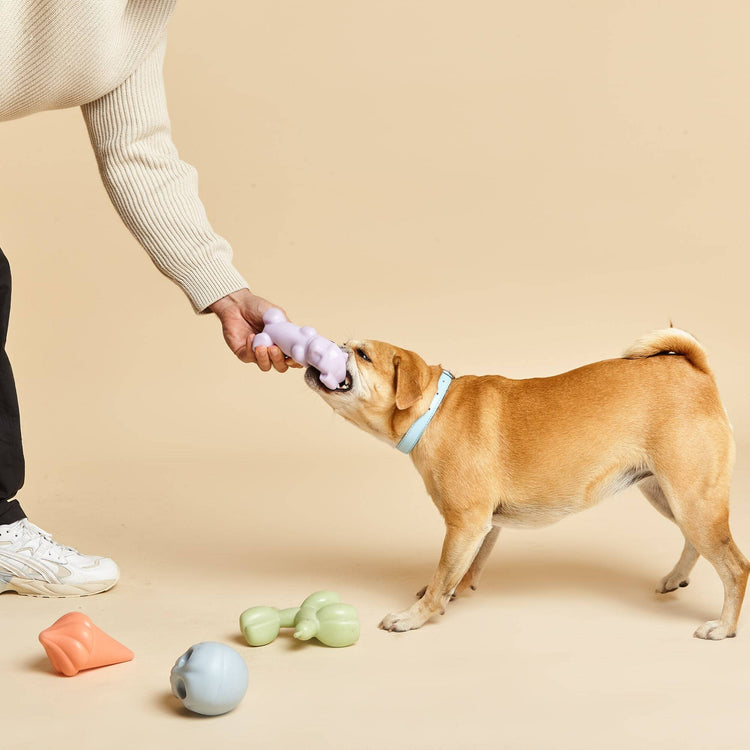 French Bulldog Enjoys Chewing on Gummy Squeaky Dog Toy