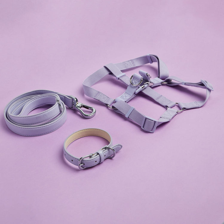 Harness, Collar and Lead Set in Purple