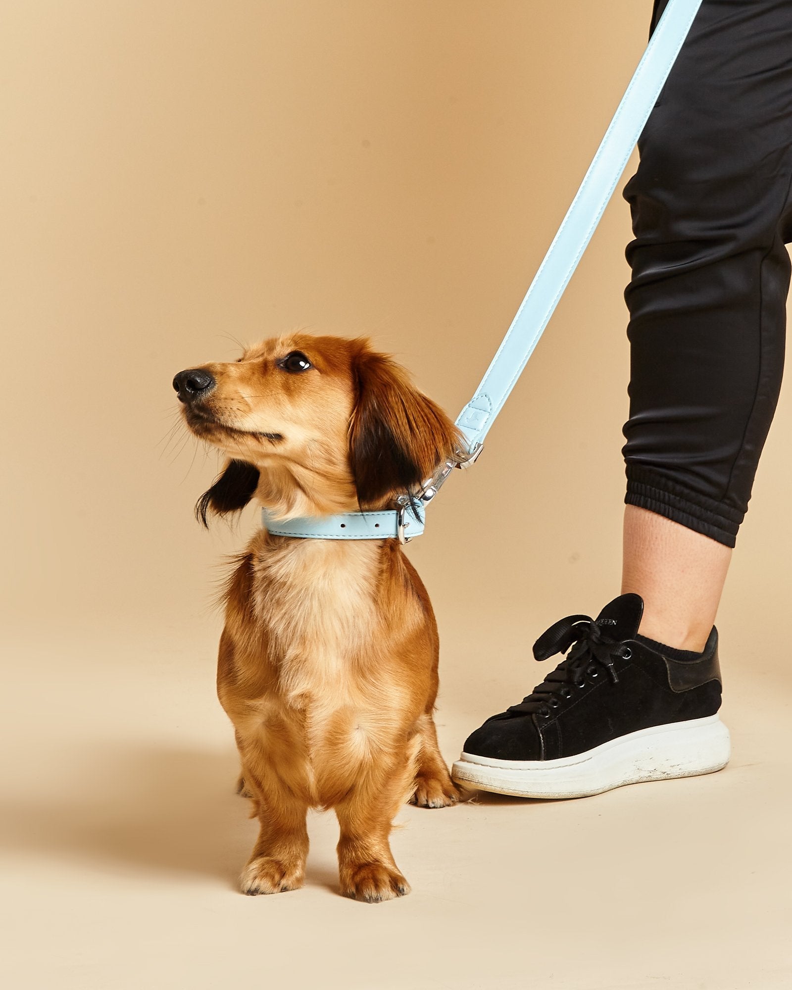 Small Light Blue Dog Collar