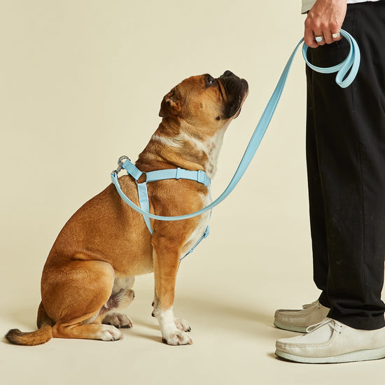 Light Blue Dog Lead and Harness by Barc London