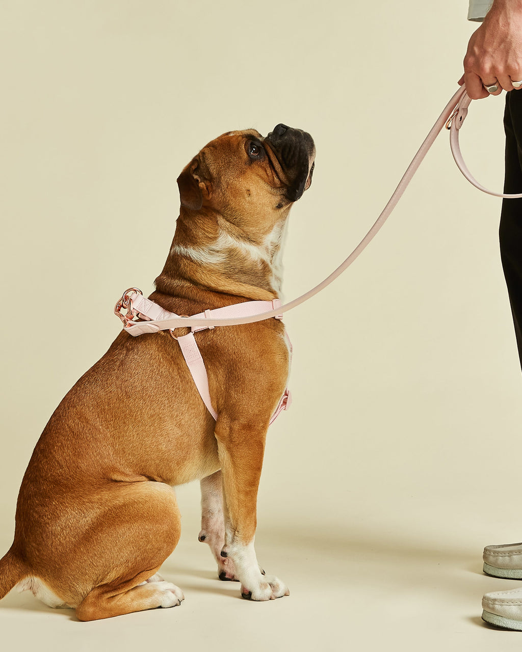 Light Pink Dog Harness with Rose Gold Hardware 