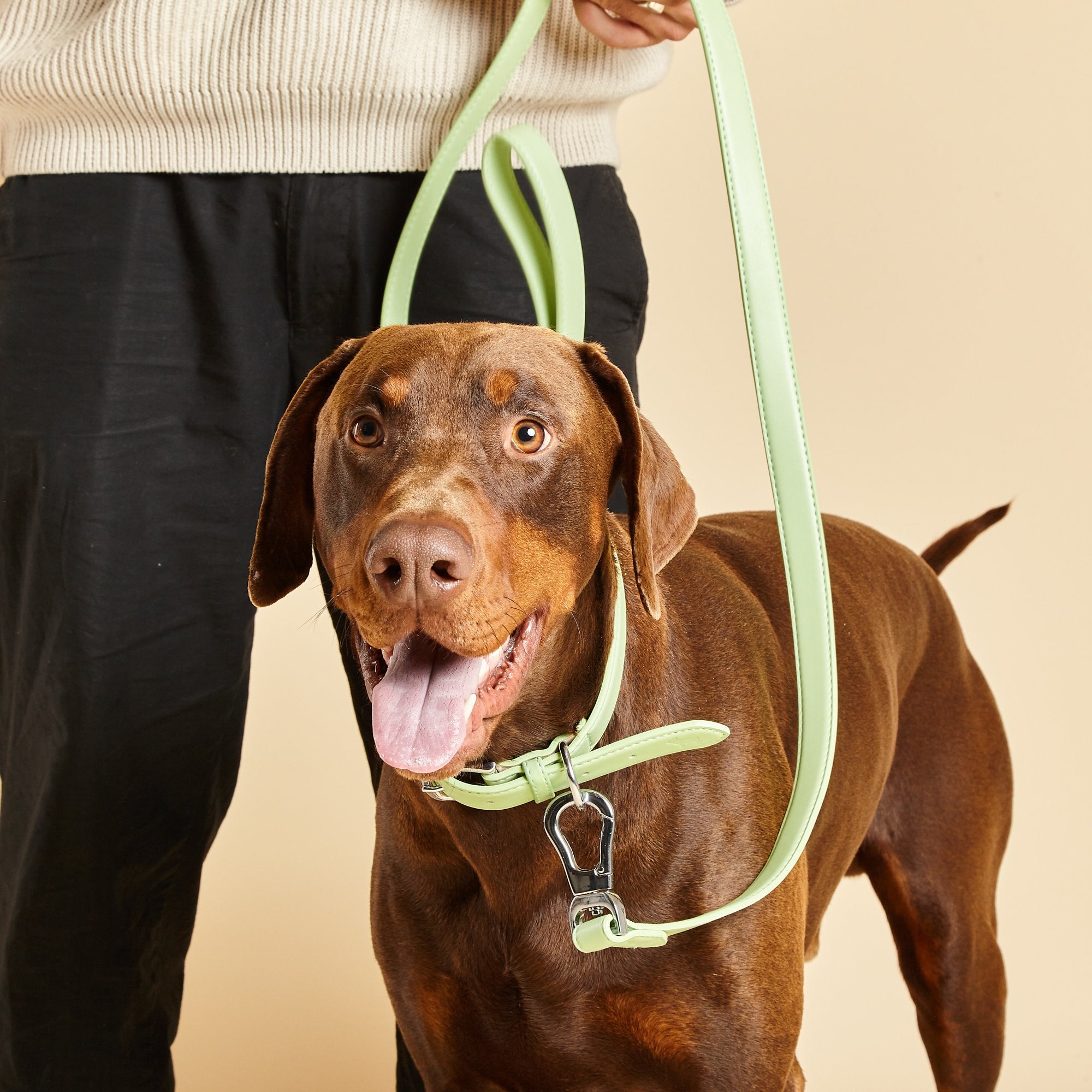 Green dog collar and lead hotsell