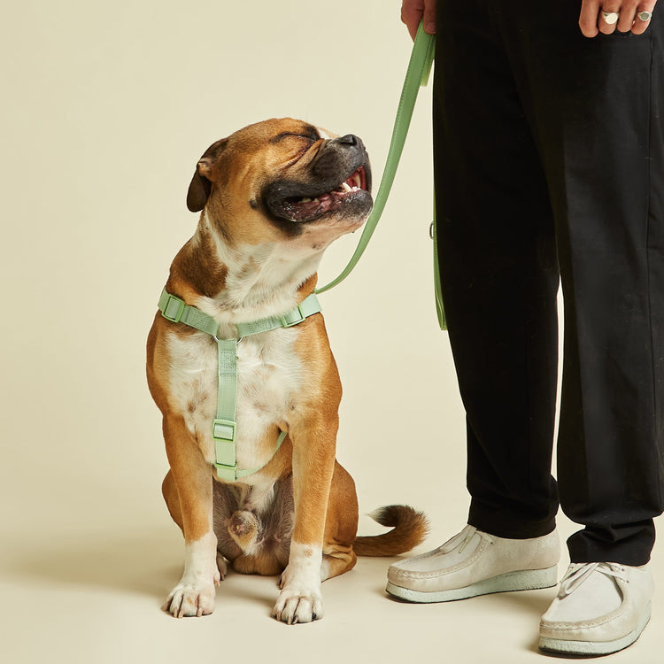 Lush Green Y Shaped Dog Harness with Fast UK Shipping