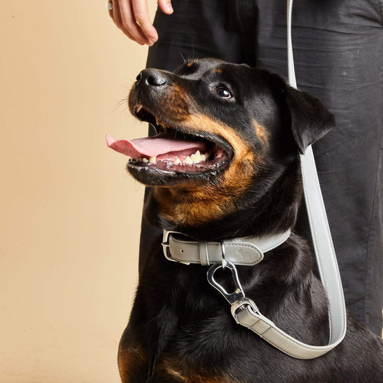 Luxury Grey Dog Collar in Vegan Leather