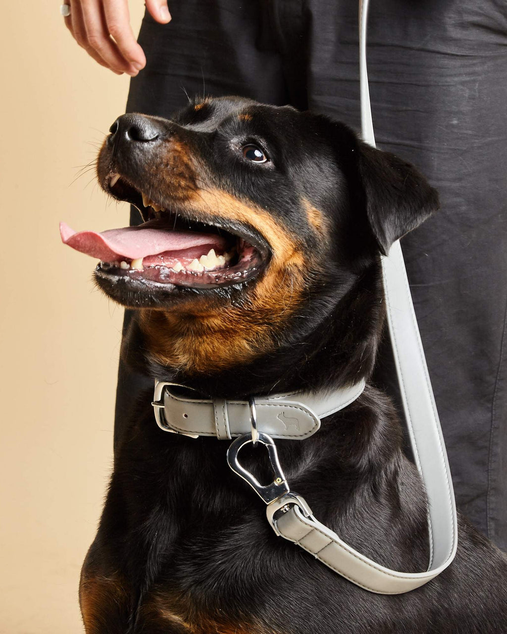 Luxury Grey Dog Collar in Vegan Leather