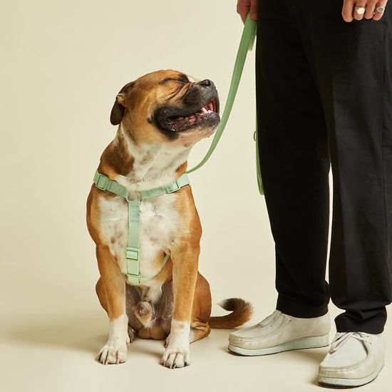 Matching Green Lead with Y Shape Dog Harness