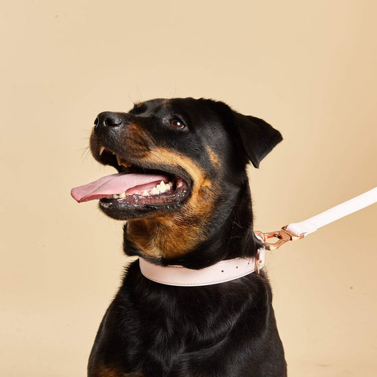 Rottweiler Wearing Barc's Pale Pink Dog Collar