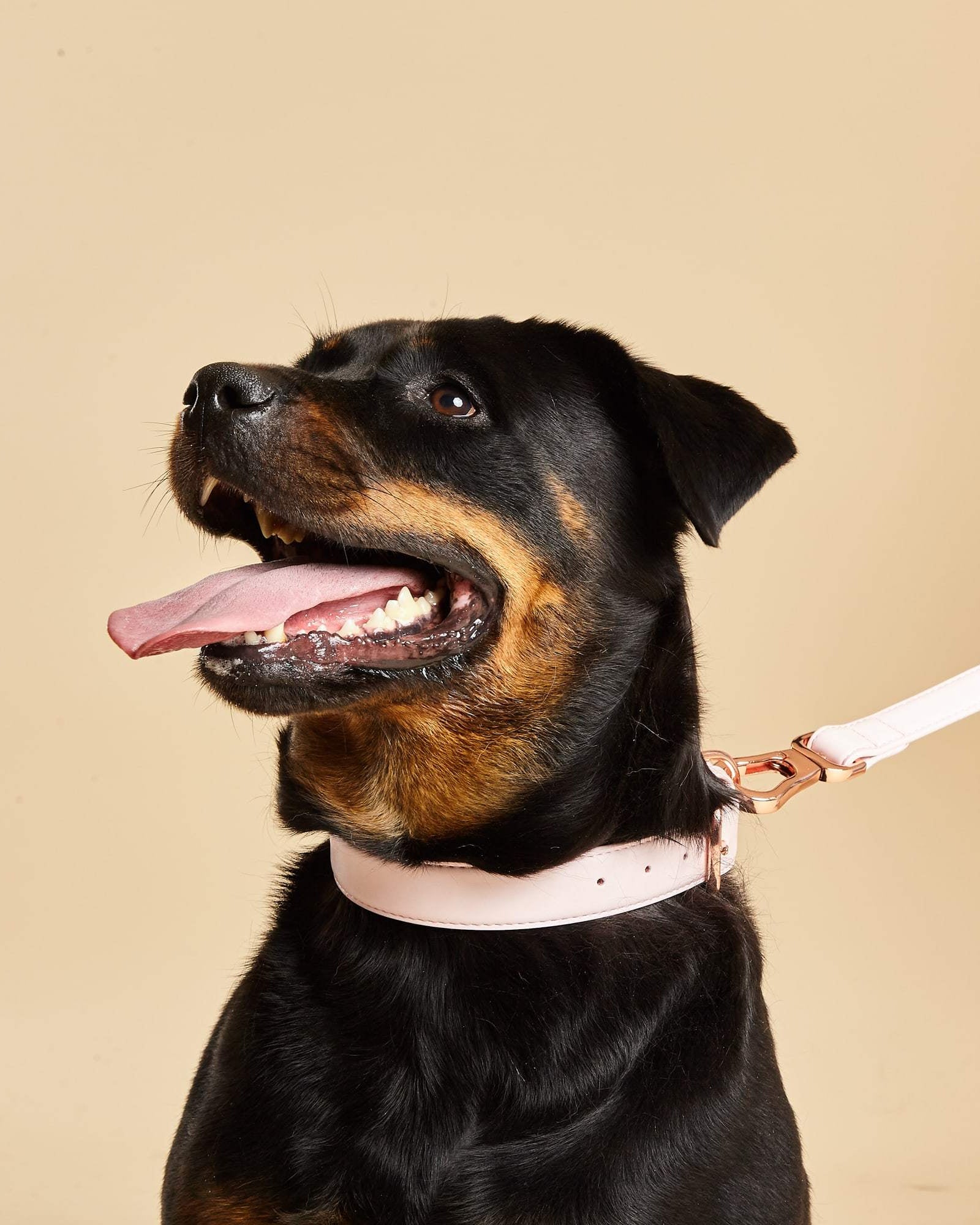 Rottweiler Wearing Barc's Pale Pink Dog Collar