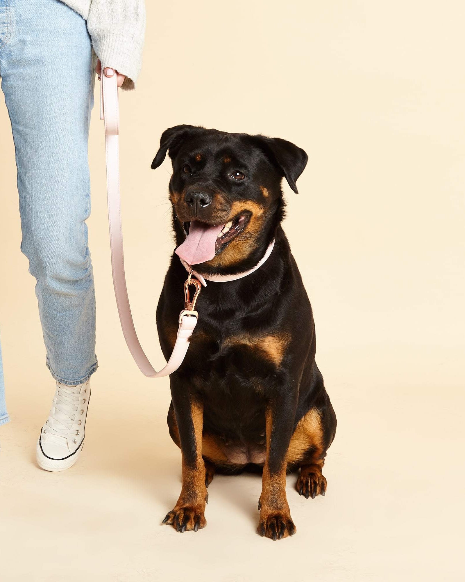 Pink Leather Dog Collar Worn by Doberman