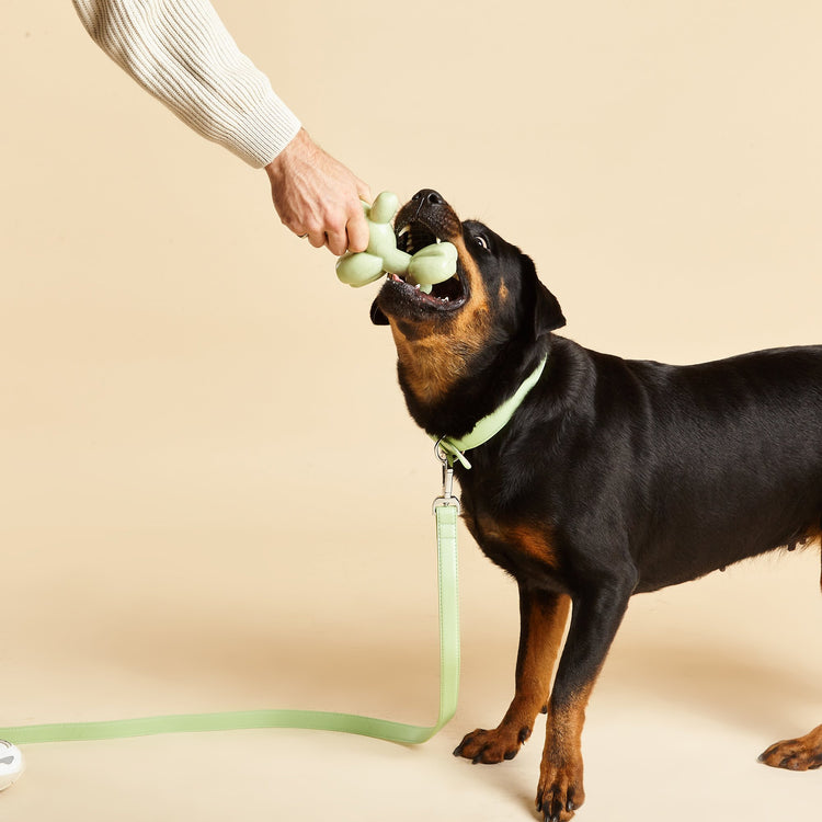 Rottweiler Chews Green Squeaky Dog Balloon Toy