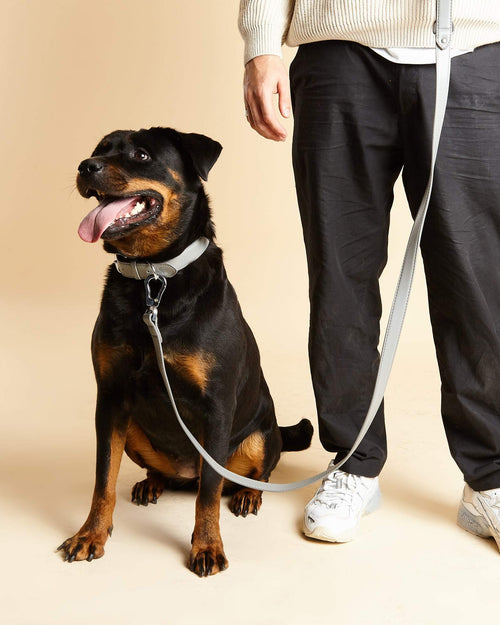 Rottweiler wears Barc London Grey Dog Lead
