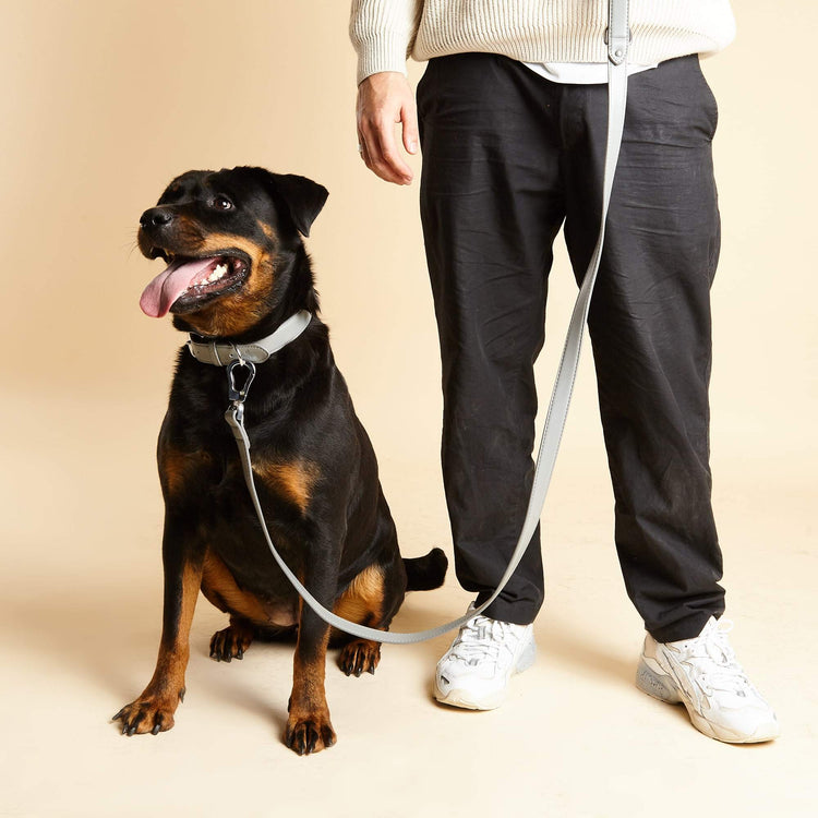 Rottweiler Wearing Grey Dog Collar and Lead