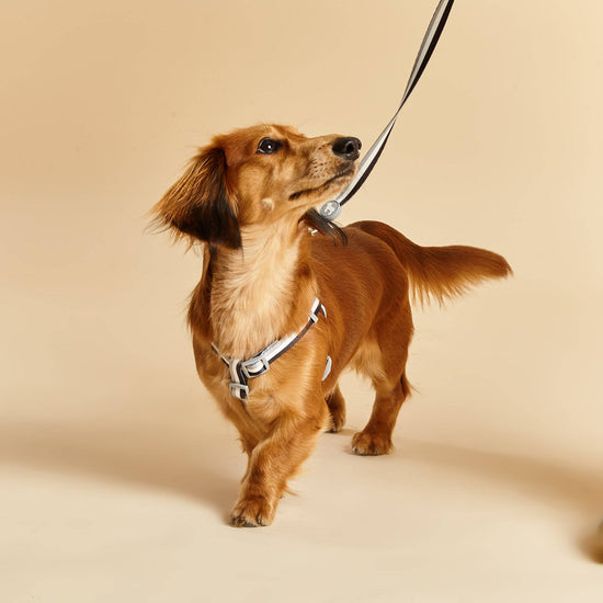 Small Dog Harness by Barc London. Liquorice Stripe Pattern Leads in Multiple Sizes.