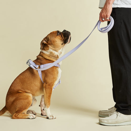 Stylish Purple Dog Harness Medium Size Modelled by Dog In Studio