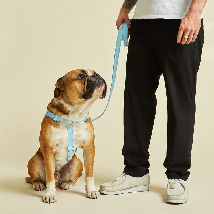 Y Shaped Dog Harness and Lead in Blue Colourway