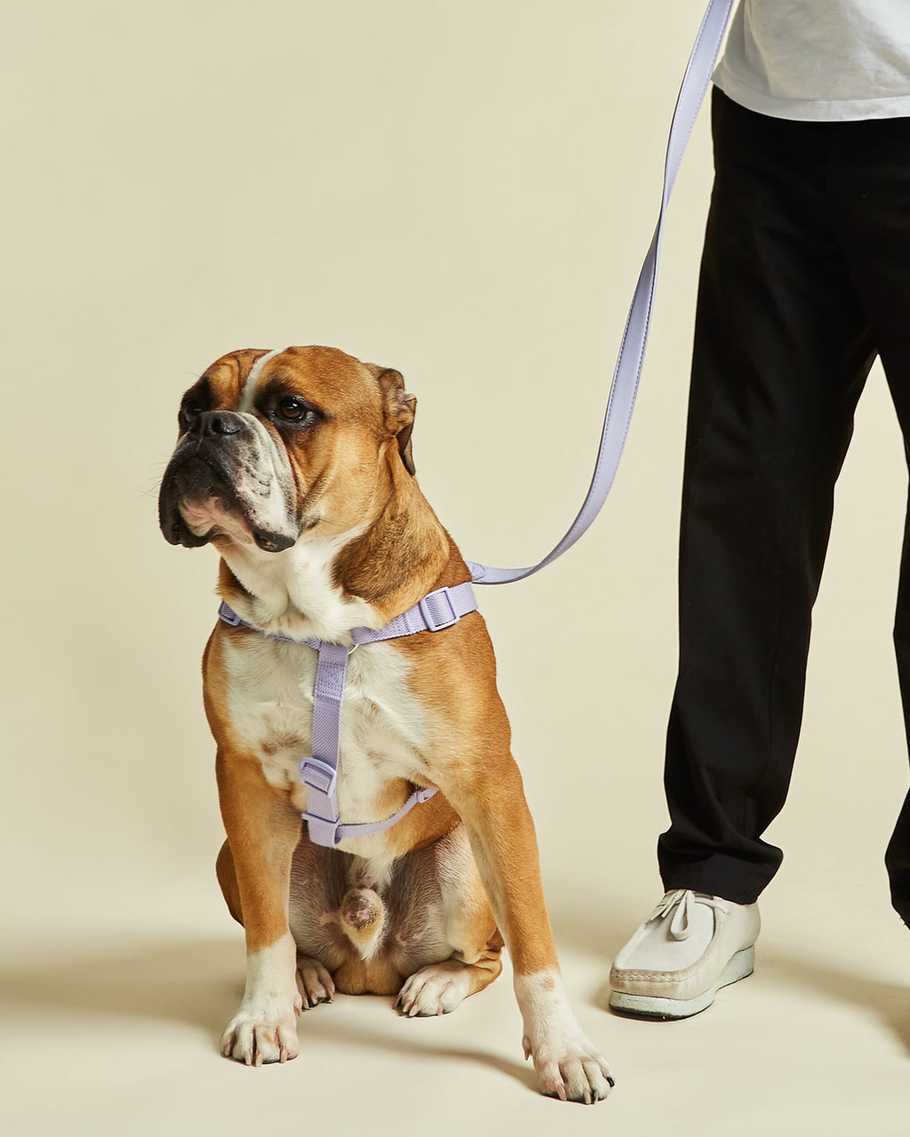 Y Shaped Dog Harness in Purple / Lilac Colourway by Barc London