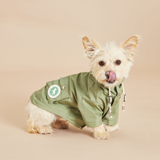 Yorkshire Terrier Wears Barc London Khaki Green Waterproof Dog Coat