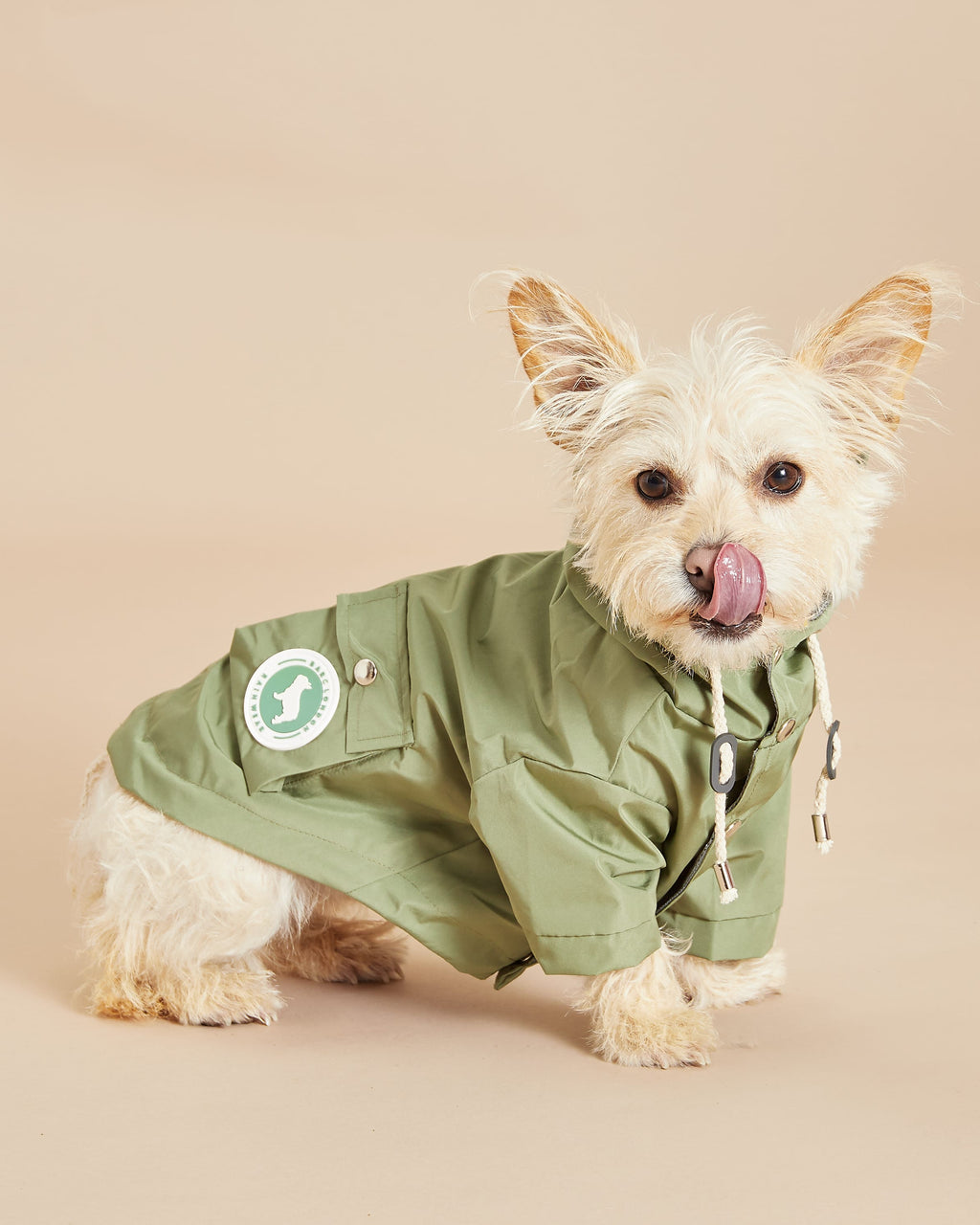 Yorkshire Terrier Wears Barc London Khaki Green Waterproof Dog Coat